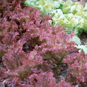 trong xa lach xoan tim