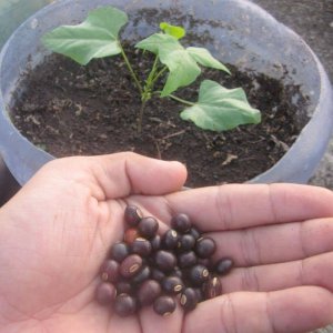 uom hat dau rong tim