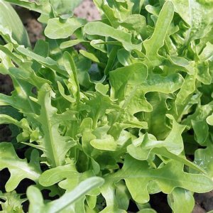 xa lach soi xoan green blow