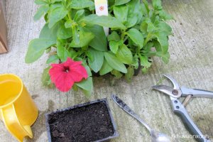 Cách trồng hoa Dạ yến thảo ra sai hoa, đẹp quanh năm