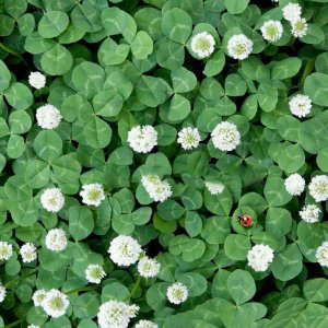 cay co ba la may man