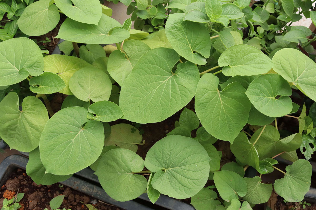 Cây Dổi ăn lá hay còn gọi là Dổi đất