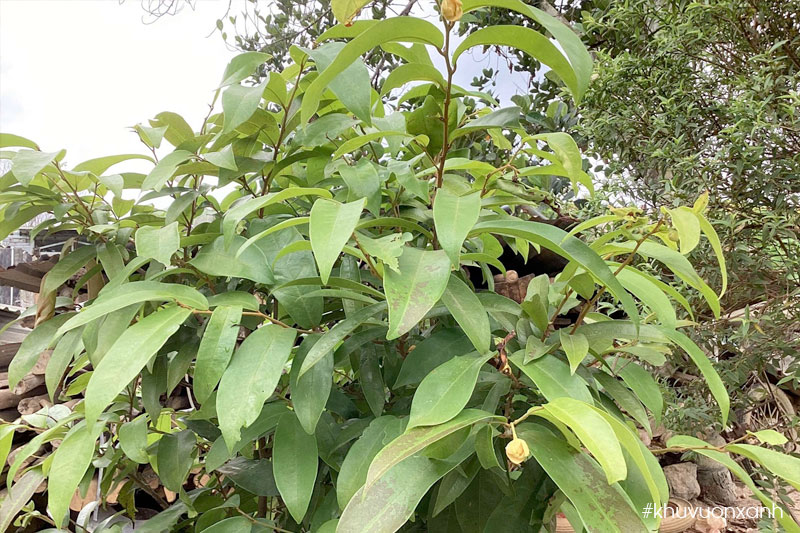 Cây Dủ dẻ (Anomianthus dulcis)