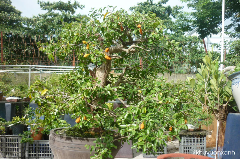 Dủ dẻ bonsai có giá lên tới cả chục triệu đồng