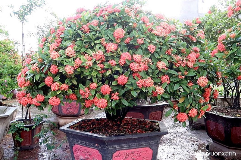 Mẫu đơn đỏ trồng chậu được nhiều người ưa chuộng