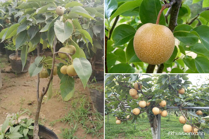 Cây Lê giống choai đã có trái tại Vườn ươm