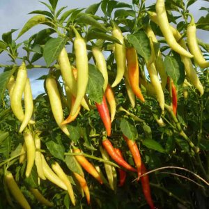 cay ot sung vang cay thai lan