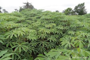 Cây Sắn (Khoai mì) - Giống cây lương thực chủ lực giúp Bà con thoát nghèo