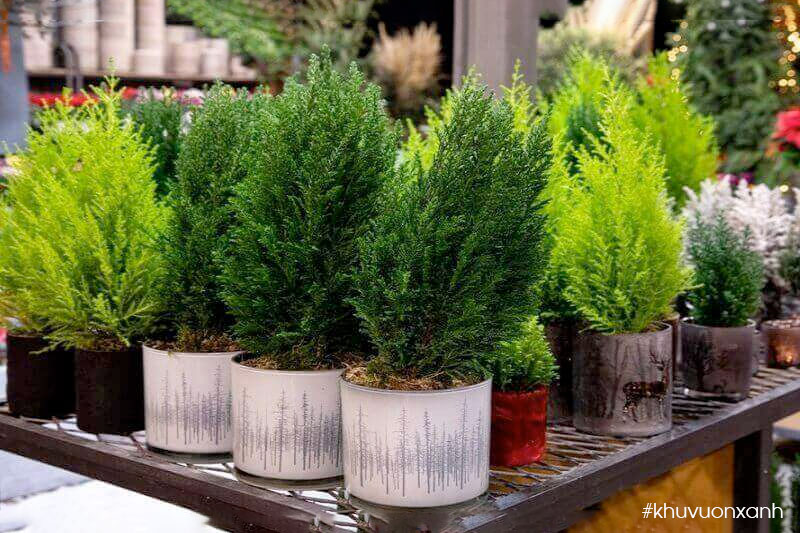 Màu sắc lá khác biệt giữa cây Tùng thơm và cây Sơn tùng