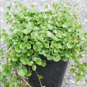 chau co dong tien la nho