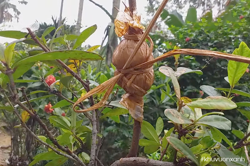 Chiết cành mẫu đơn là phương pháp nhân giống hiệu quả nhất