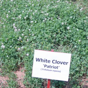 co ba la hoa trang white clover patriot