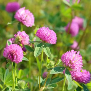 co ba la hong ra hoa