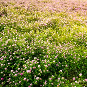 co ba la hong trong tham trang tri