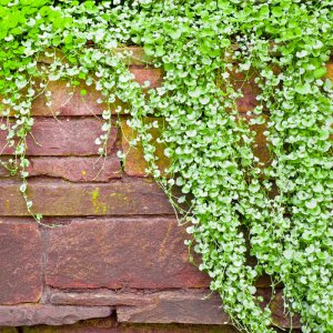 co dong tien la nho trong ru hang rao