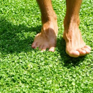 co dong tien la nho trong tham trang tri