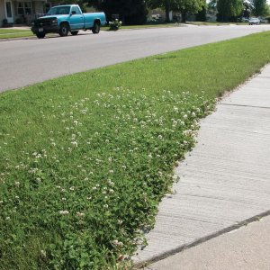 co may man trong tham trang tri