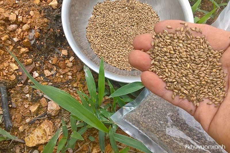 Sử dụng 12 – 15 kg hạt giống cỏ Mulato 2 cho mỗi héc ta