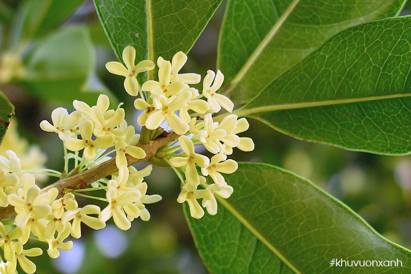 Mộc hương Tàu có viền lá mỏng, nhẵn và không có răng cưa