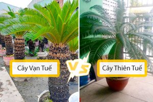 Cách phân biệt Vạn tuế với Thiên tuế chính xác nhất
