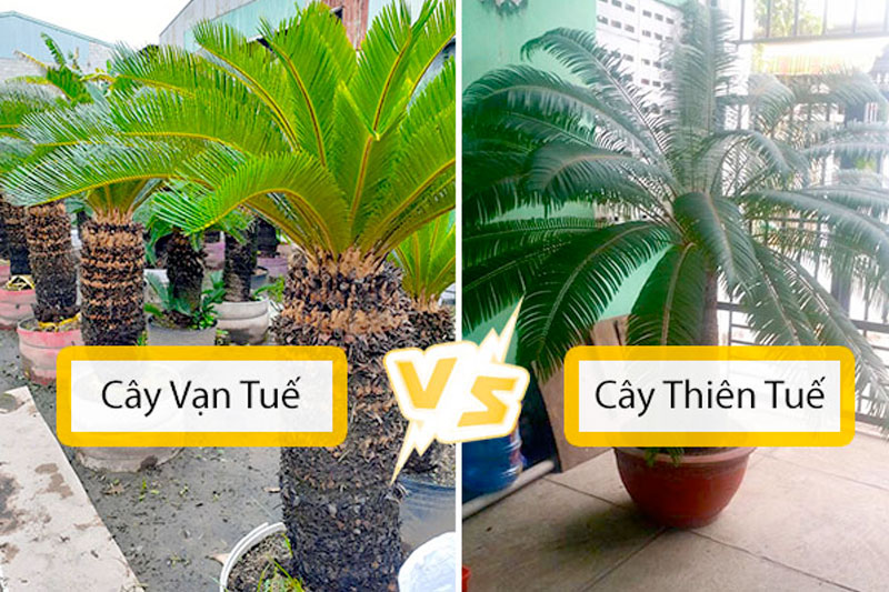 Cây vạn tuế và cây thiên tuế có sự khác biệt rõ rệt