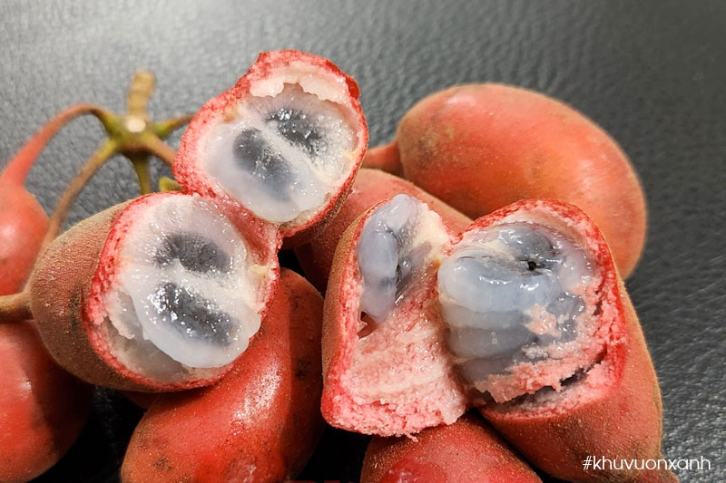 Quả dủ dẻ rừng khi chín có vị ngọt thơm hấp dẫn