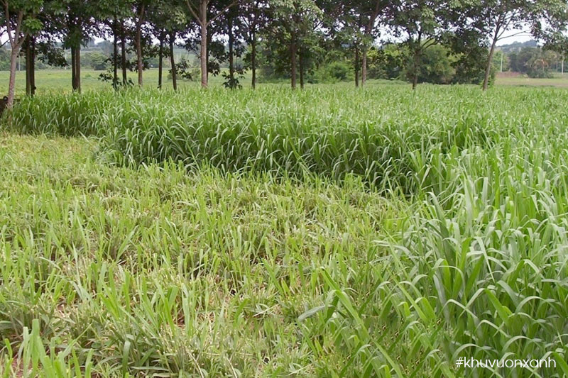 Tiến hành thu hoạch cỏ Mulato II sau 60-70 ngày gieo trồng