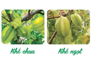 Cách phân biệt cây Khế chua và Khế ngọt Dễ ợt