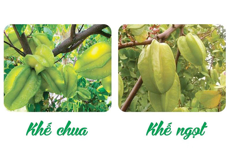 cach phan biet khe chua va khe ngot