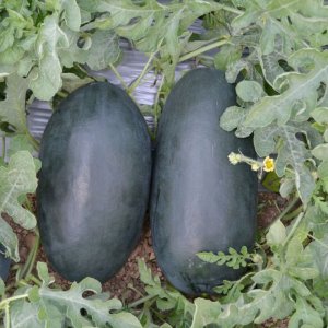 cay dua hau den ruot do trai dai