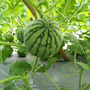 cay dua hau tao ruot vang