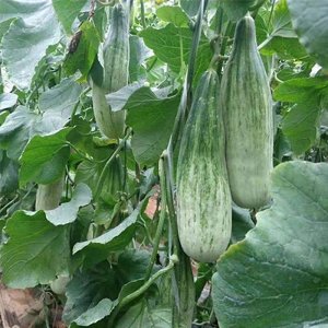 cay dua le chuoi mat