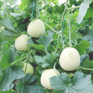 cay dua le trang bach tuyet leo gian