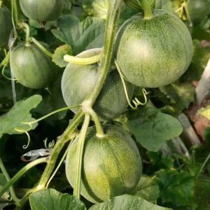 cay dua le vo xanh leo gian