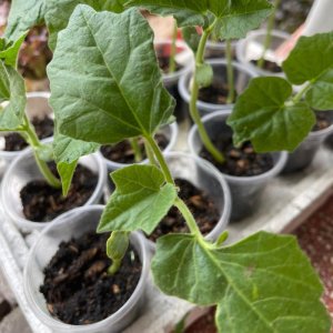 cay giong kho qua tay trang