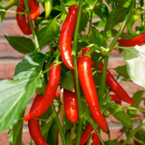 cay ot chi dia sieu cay thai lan hot chilli