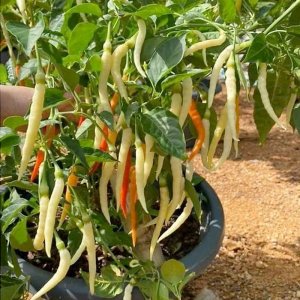 cay ot tam ru sripai sieu cay thai lan