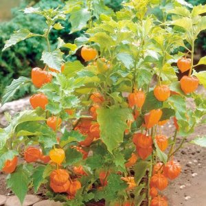 cay thu lu tam bop nam my qua vang