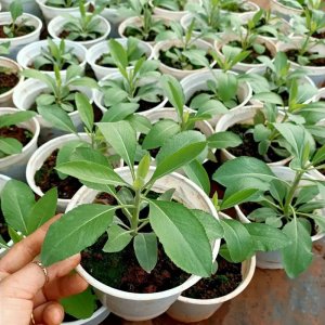 cay xo thom uom tu hat