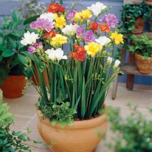 chau hoa lan nam phi