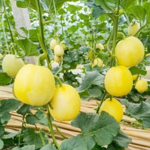 dua le vang sieu ngot leo gian