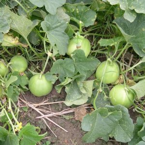 giong dua le tao xanh thai lan