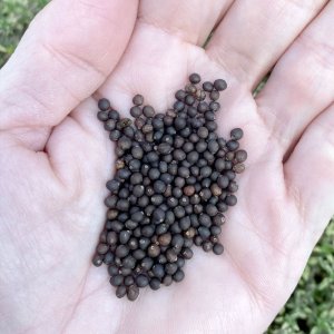 hat xo thom sage seeds