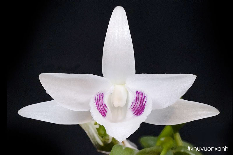 Vẻ đẹp của Giả hạc 5 cánh trắng đột biến