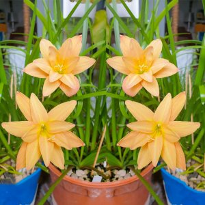 hue mua toc tien cam