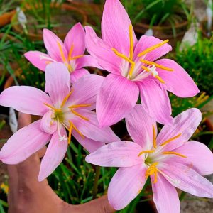 hue mua toc tien hong