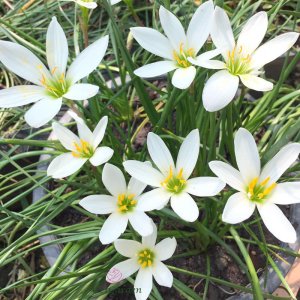 hue mua toc tien trang