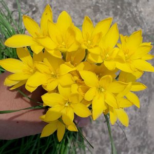 hue mua toc tien vang