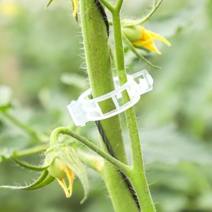 kep co dinh cay trong day leo bang nhua 2