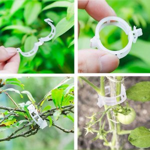 kep co dinh cay trong day leo bang nhua 4